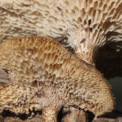 Lentinus arcularius at Coree, ACT - 8 Nov 2015