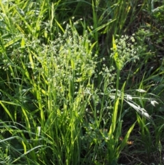 Briza minor (Shivery Grass) at Coree, ACT - 8 Nov 2015 by KenT