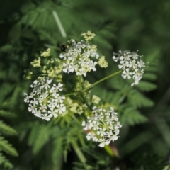 Conium maculatum (Hemlock) at Coree, ACT - 8 Nov 2015 by KenT