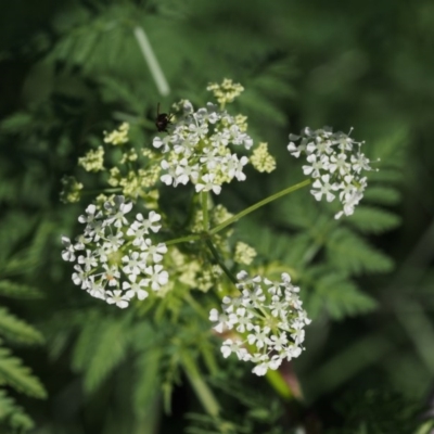 Conium maculatum (Hemlock) at Swamp Creek - 7 Nov 2015 by KenT