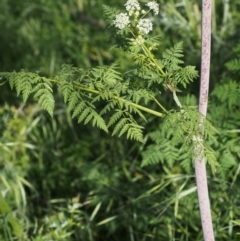 Conium maculatum at Coree, ACT - 8 Nov 2015