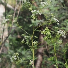 Conium maculatum at Coree, ACT - 8 Nov 2015