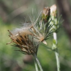 Carduus pycnocephalus at Coree, ACT - 8 Nov 2015 08:39 AM