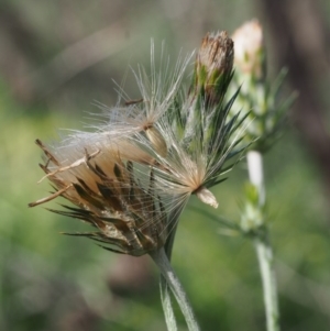 Carduus pycnocephalus at Coree, ACT - 8 Nov 2015