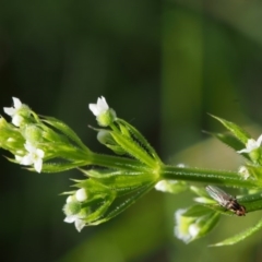 Galium aparine (Goosegrass, Cleavers) at Coree, ACT - 8 Nov 2015 by KenT