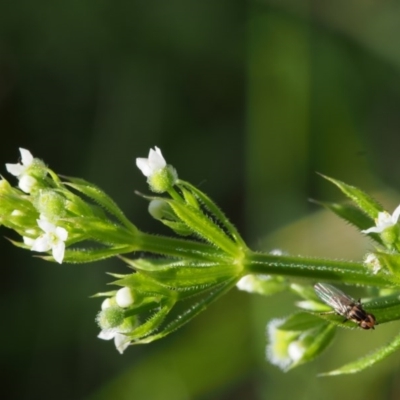 Galium aparine (Goosegrass, Cleavers) at Coree, ACT - 7 Nov 2015 by KenT