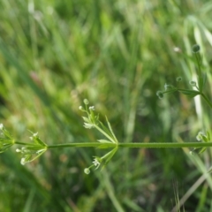 Galium aparine at Coree, ACT - 8 Nov 2015 08:49 AM