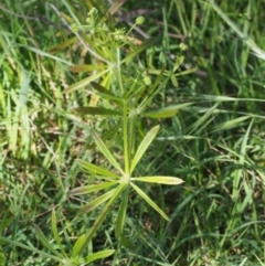 Galium aparine at Coree, ACT - 8 Nov 2015 08:49 AM