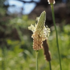 Plantago lanceolata (Ribwort Plantain, Lamb's Tongues) at Coree, ACT - 8 Nov 2015 by KenT