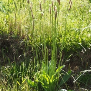 Plantago lanceolata at Coree, ACT - 8 Nov 2015