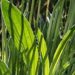 Plantago lanceolata at Coree, ACT - 8 Nov 2015