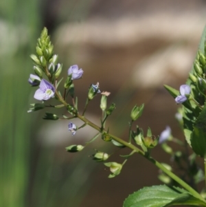 Veronica anagallis-aquatica at Coree, ACT - 8 Nov 2015