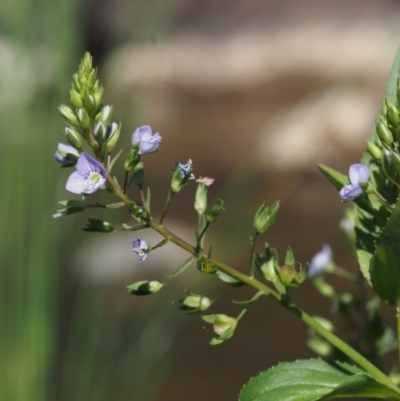 Veronica anagallis-aquatica (Blue Water Speedwell) at Swamp Creek - 7 Nov 2015 by KenT