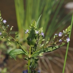 Veronica anagallis-aquatica at Coree, ACT - 8 Nov 2015