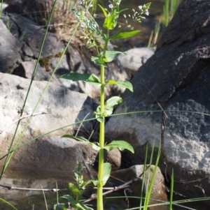 Veronica anagallis-aquatica at Coree, ACT - 8 Nov 2015