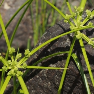 Cyperus eragrostis at Coree, ACT - 8 Nov 2015