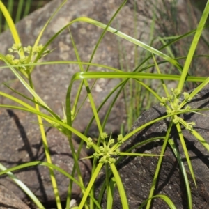 Cyperus eragrostis at Coree, ACT - 8 Nov 2015