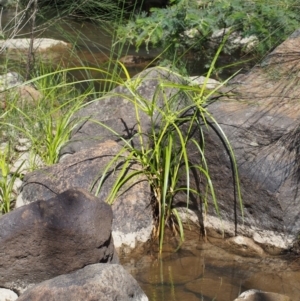 Cyperus eragrostis at Coree, ACT - 8 Nov 2015