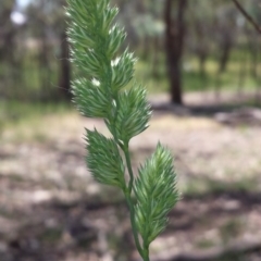 Dactylis glomerata (Cocksfoot) at Crace, ACT - 9 Nov 2015 by MattM