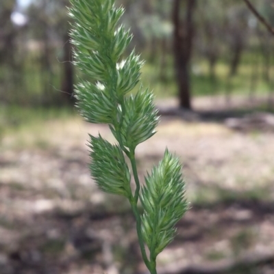 Dactylis glomerata (Cocksfoot) at Gungaderra Grasslands - 9 Nov 2015 by MattM