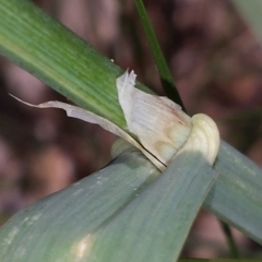 Dactylis glomerata at Crace, ACT - 9 Nov 2015