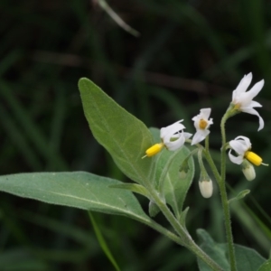 Solanum chenopodioides at Coree, ACT - 8 Nov 2015