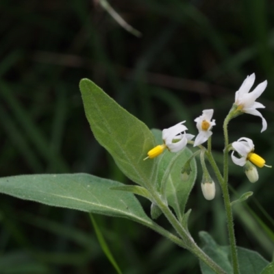Solanum chenopodioides (Whitetip Nightshade) at Swamp Creek - 7 Nov 2015 by KenT
