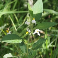 Solanum chenopodioides at Coree, ACT - 8 Nov 2015 10:21 AM