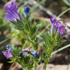 Echium vulgare (Vipers Bugloss) at Coree, ACT - 7 Nov 2015 by KenT