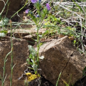 Echium vulgare at Coree, ACT - 8 Nov 2015