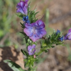 Echium vulgare at Coree, ACT - 8 Nov 2015