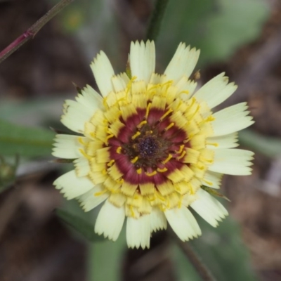 Tolpis barbata (Yellow Hawkweed) at Coree, ACT - 8 Nov 2015 by KenT