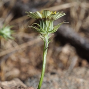 Tolpis barbata at Coree, ACT - 8 Nov 2015