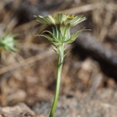 Tolpis barbata at Coree, ACT - 8 Nov 2015