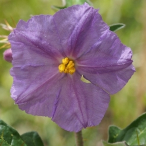 Solanum cinereum at Coree, ACT - 8 Nov 2015 11:01 AM