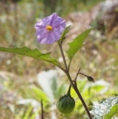 Solanum cinereum at Coree, ACT - 8 Nov 2015 11:01 AM