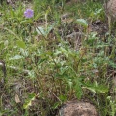 Solanum cinereum at Coree, ACT - 8 Nov 2015