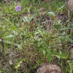 Solanum cinereum at Coree, ACT - 8 Nov 2015 11:01 AM