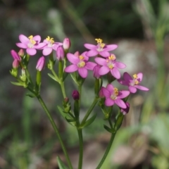 Centaurium erythraea (Common Centaury) at Coree, ACT - 8 Nov 2015 by KenT