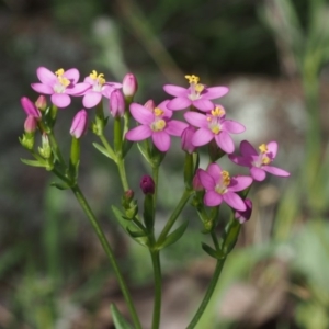 Centaurium erythraea at Coree, ACT - 8 Nov 2015 11:39 AM