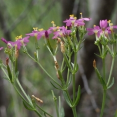 Centaurium erythraea at Coree, ACT - 8 Nov 2015 11:39 AM