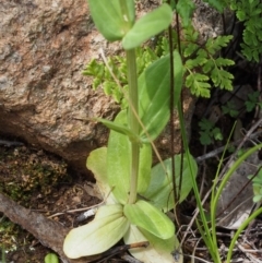 Centaurium erythraea at Coree, ACT - 8 Nov 2015