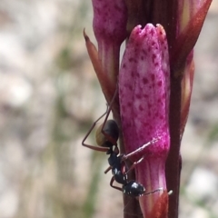 Dipodium punctatum (Blotched Hyacinth Orchid) at Crace, ACT - 9 Nov 2015 by MattM