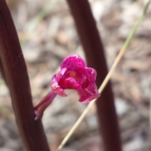 Dipodium punctatum at Crace, ACT - 9 Nov 2015