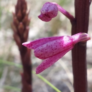 Dipodium roseum at Crace, ACT - 9 Nov 2015