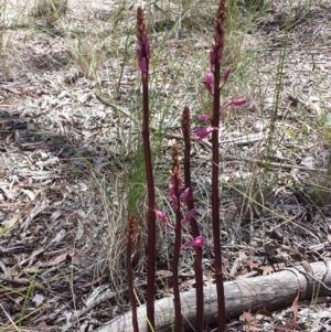 Dipodium roseum at Crace, ACT - 9 Nov 2015