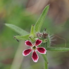 Silene gallica var. quinquevulnera (Five-wounded Catchfly) at Swamp Creek - 8 Nov 2015 by KenT