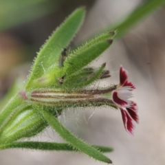 Silene gallica var. quinquevulnera at Coree, ACT - 8 Nov 2015