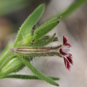 Silene gallica var. quinquevulnera at Coree, ACT - 8 Nov 2015