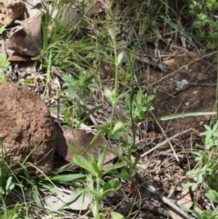 Silene gallica var. quinquevulnera at Coree, ACT - 8 Nov 2015